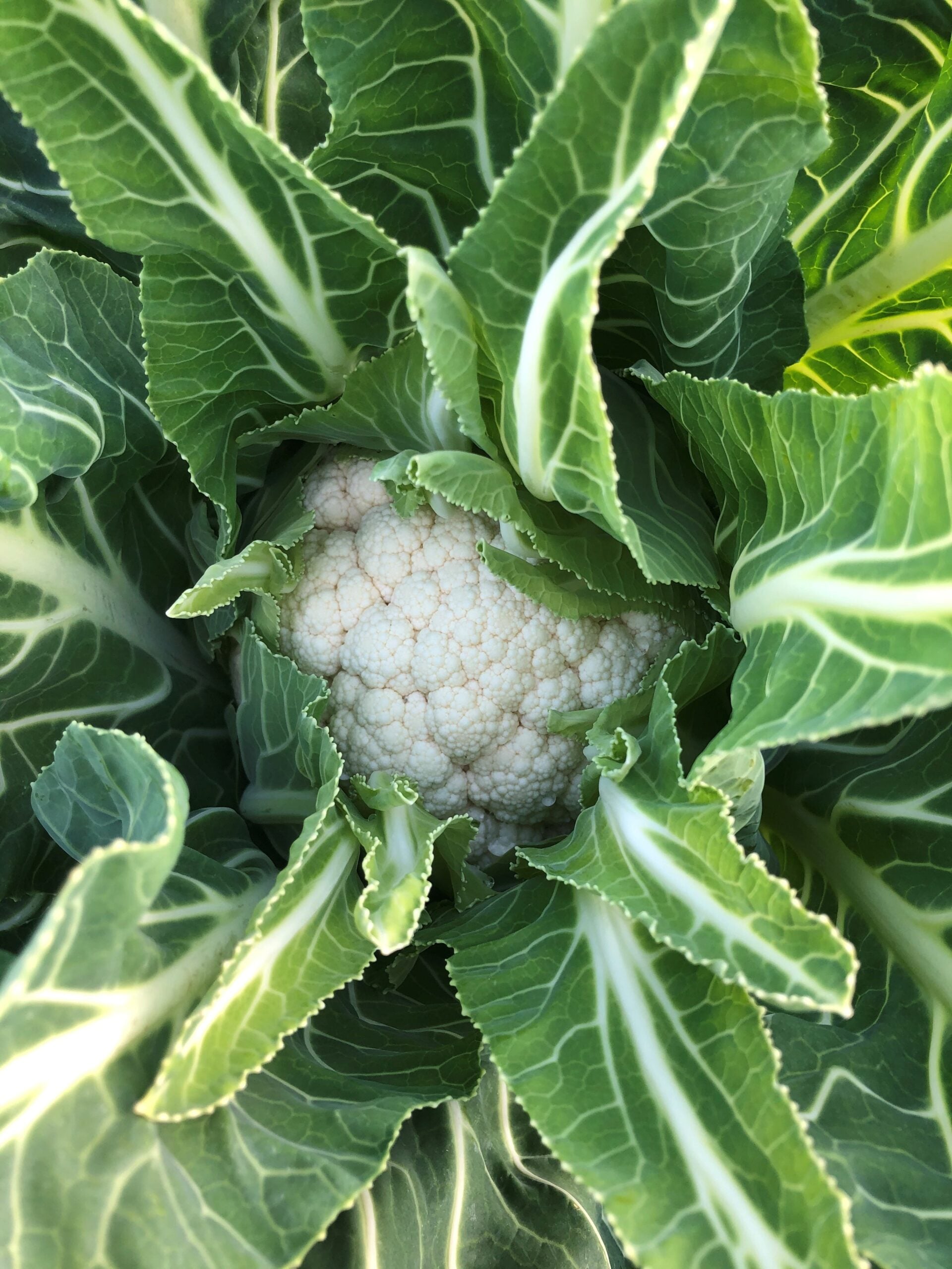 Riviera Produce Cornwall's Grower of Choice