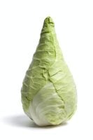 Whole fresh green Pointed Cabbage